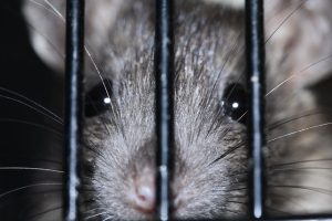 rats attack humans